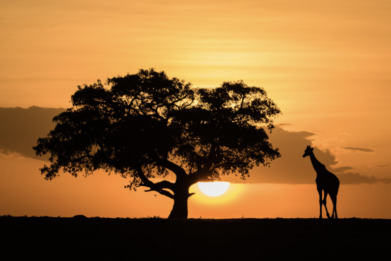 From Safari to Survival: The Medication That Altered My Life